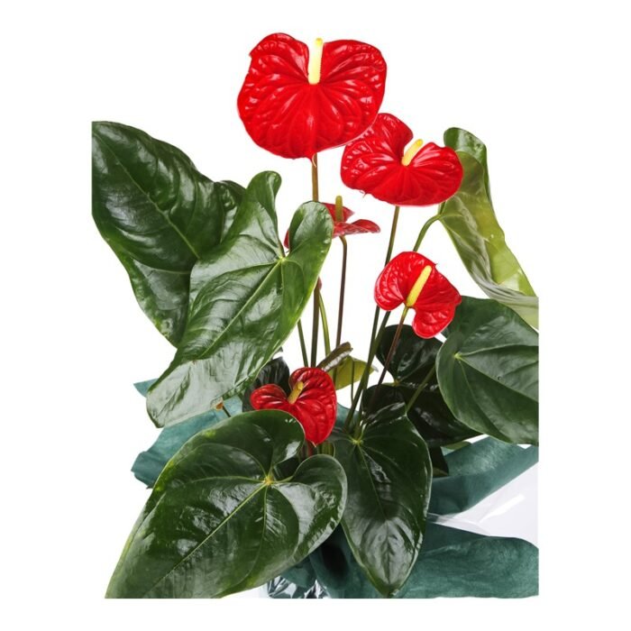 Red Anthurium Çiçeği