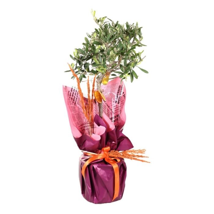 Miniature Olive Tree-60cm Zeytin Ağacı
