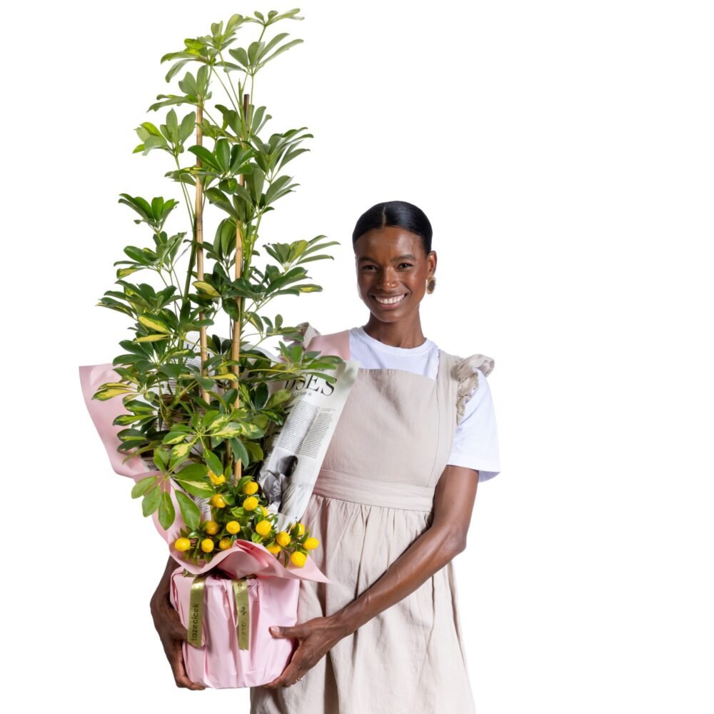 Lemon Crown Schefflera Çiçeği