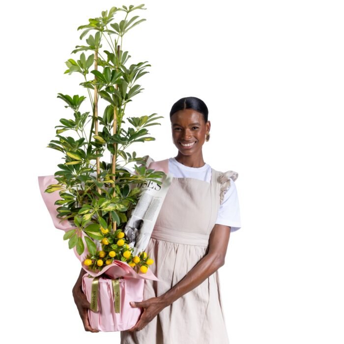 Lemon Crown Schefflera Çiçeği